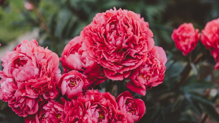 Flowers. Desktop wallpaper