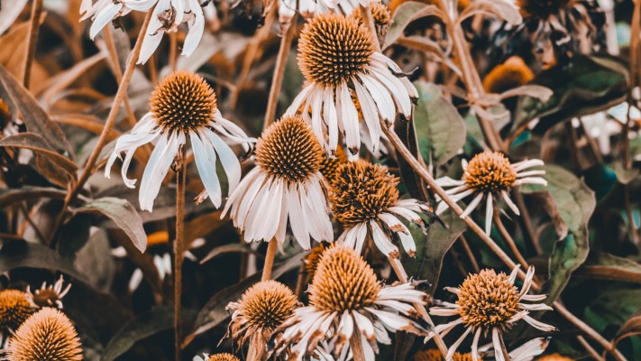 Flowers. Desktop wallpaper