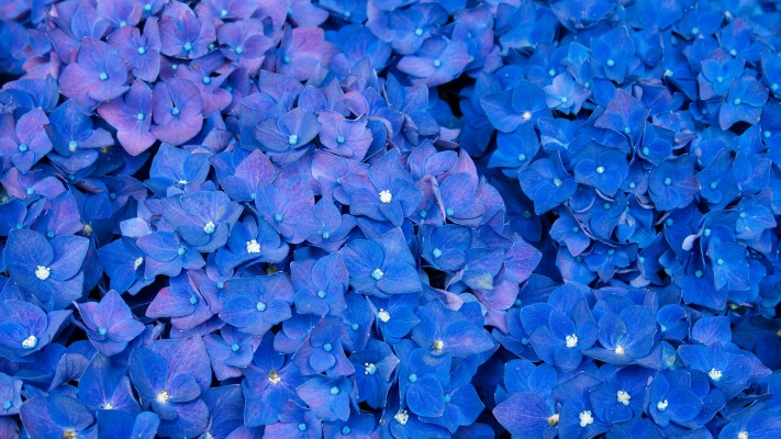 Flowers. Desktop wallpaper