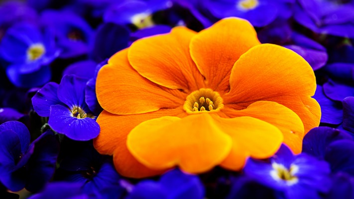 Flowers. Desktop wallpaper