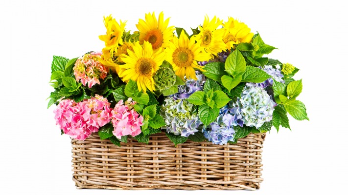Flowers. Desktop wallpaper