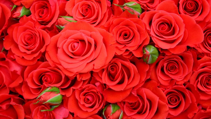 Flowers. Desktop wallpaper