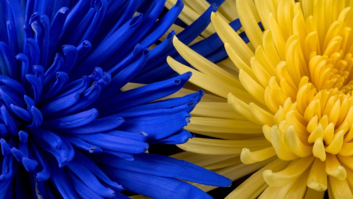 Flowers. Desktop wallpaper