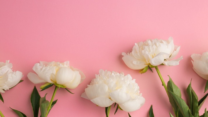 Flowers. Desktop wallpaper