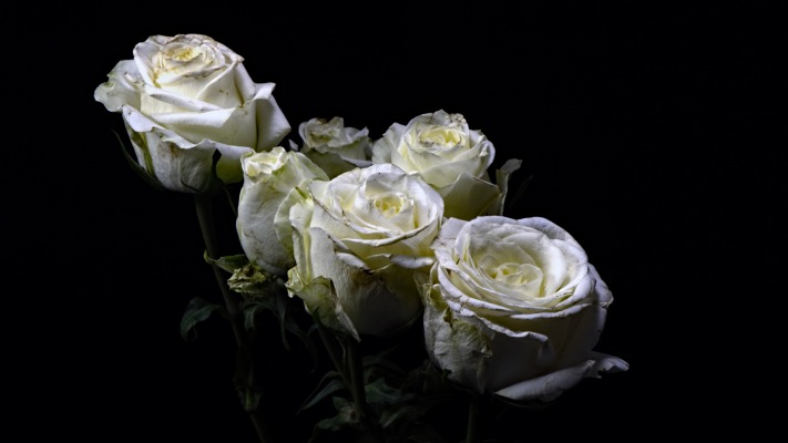 White Roses. Desktop wallpaper
