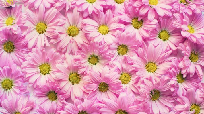 Flowers. Desktop wallpaper