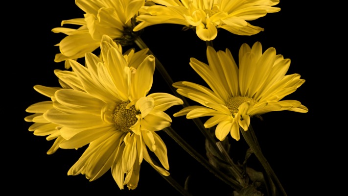 Flowers. Desktop wallpaper