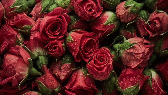 Flowers. Desktop wallpaper