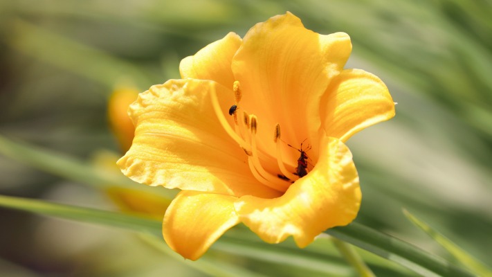 Flowers. Desktop wallpaper