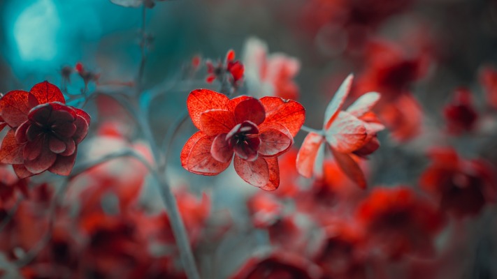Flowers. Desktop wallpaper