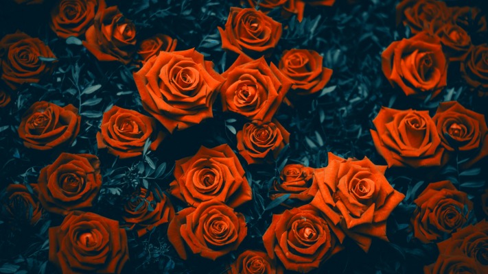 Flowers. Desktop wallpaper