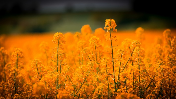 Flowers. Desktop wallpaper