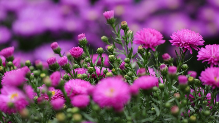 Flowers. Desktop wallpaper