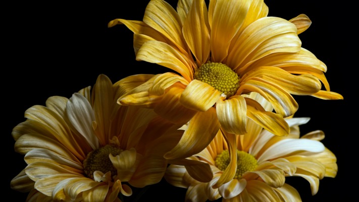 Flowers. Desktop wallpaper