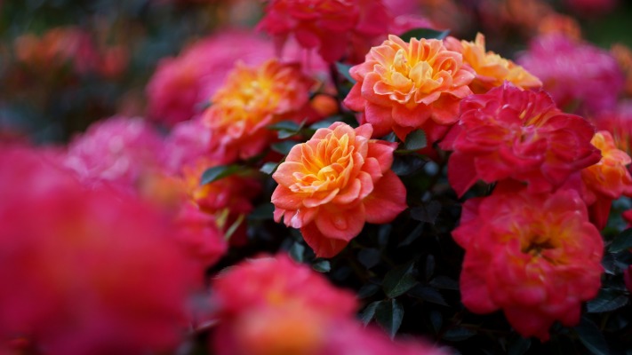 Flowers. Desktop wallpaper