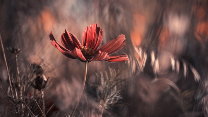 Flowers. Desktop wallpaper
