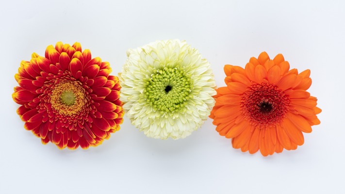 Flowers. Desktop wallpaper