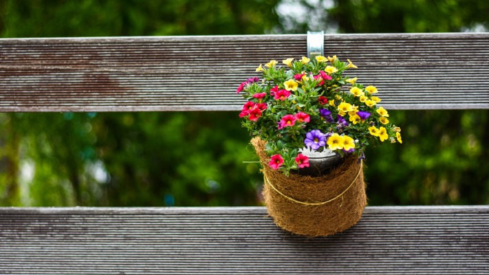 Flowers. Desktop wallpaper