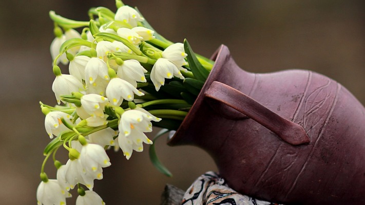 Flowers. Desktop wallpaper