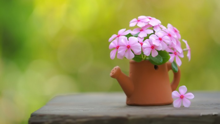 Flowers. Desktop wallpaper