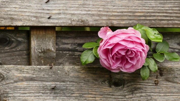 Flowers. Desktop wallpaper