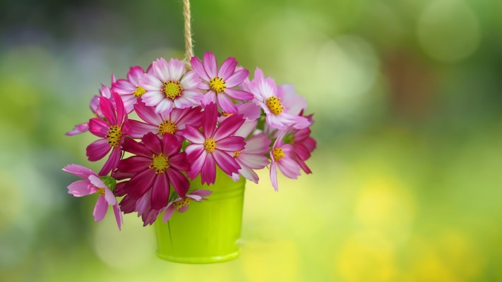 Flowers. Desktop wallpaper