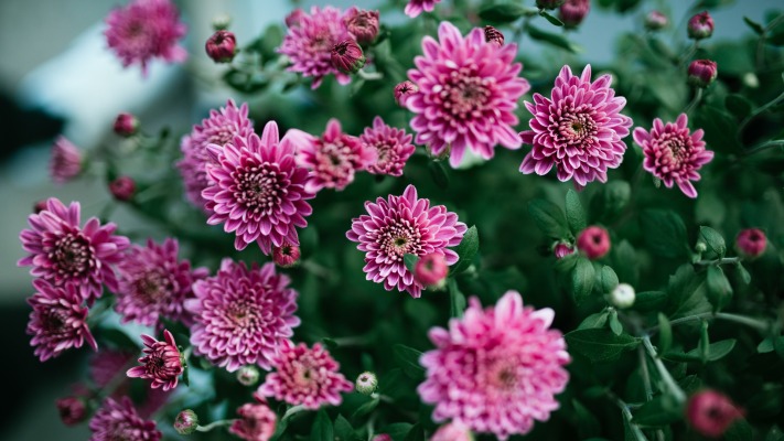 Flowers. Desktop wallpaper