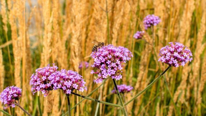 Flowers. Desktop wallpaper