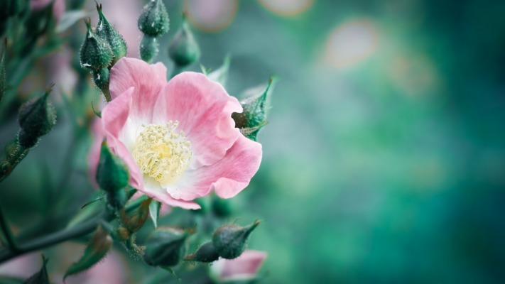 Flowers. Desktop wallpaper