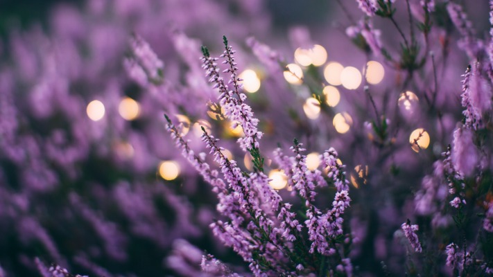 Flowers. Desktop wallpaper