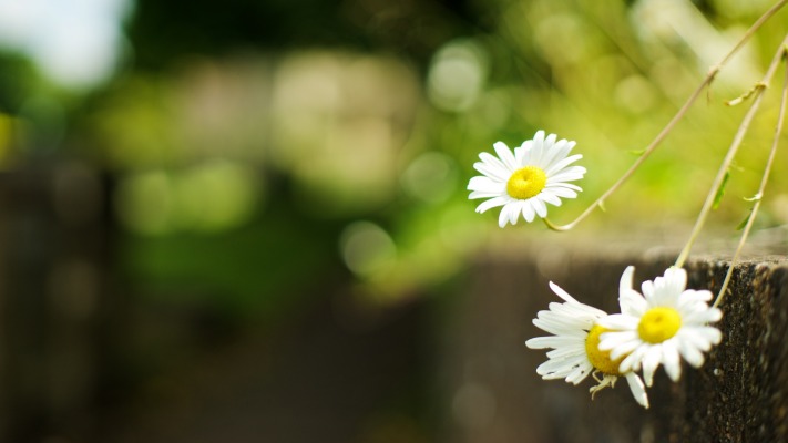 Flowers. Desktop wallpaper