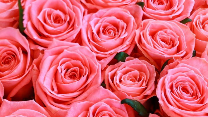 Flowers. Desktop wallpaper