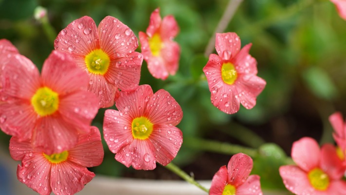 Flowers. Desktop wallpaper