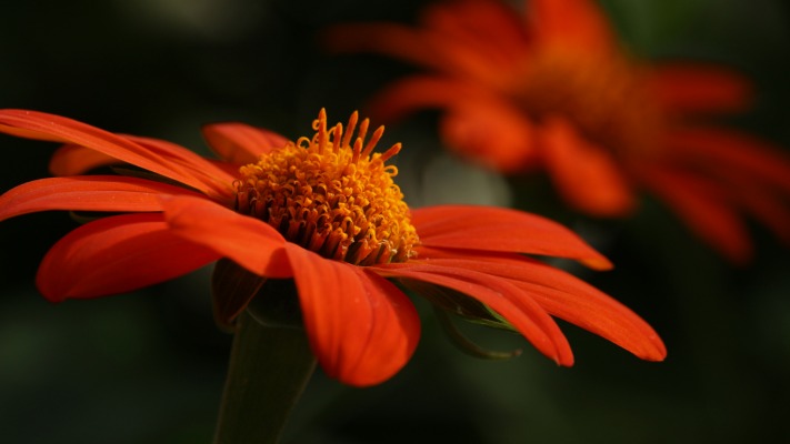 Flowers. Desktop wallpaper