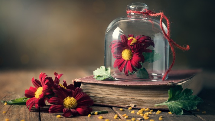 Flowers. Desktop wallpaper