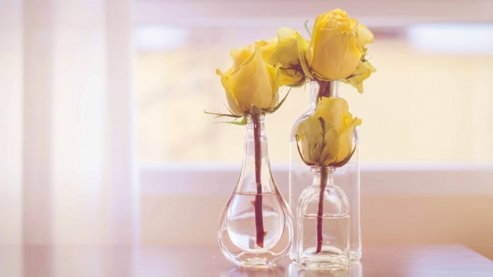 Flowers. Desktop wallpaper
