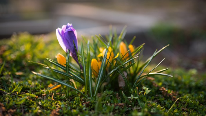 Flowers. Desktop wallpaper