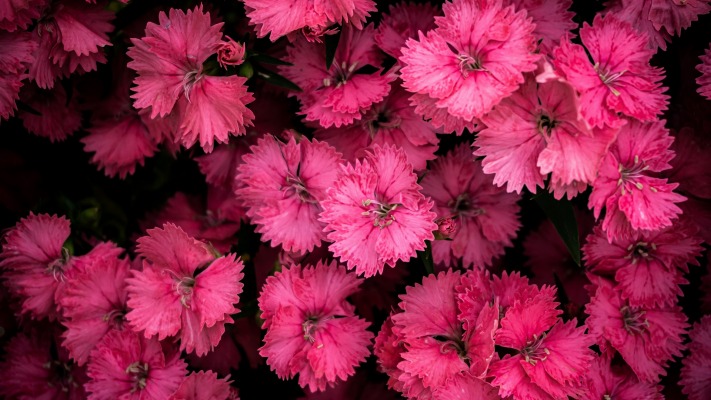 Flowers. Desktop wallpaper