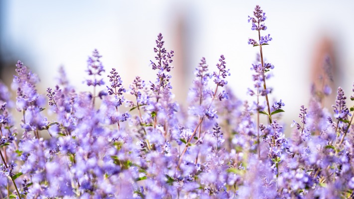 Flowers. Desktop wallpaper