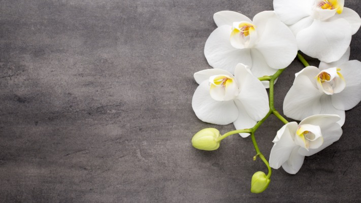 Flowers. Desktop wallpaper