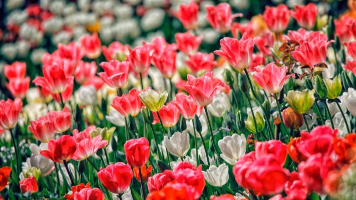 Flowers. Desktop wallpaper