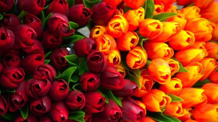 Flowers. Desktop wallpaper