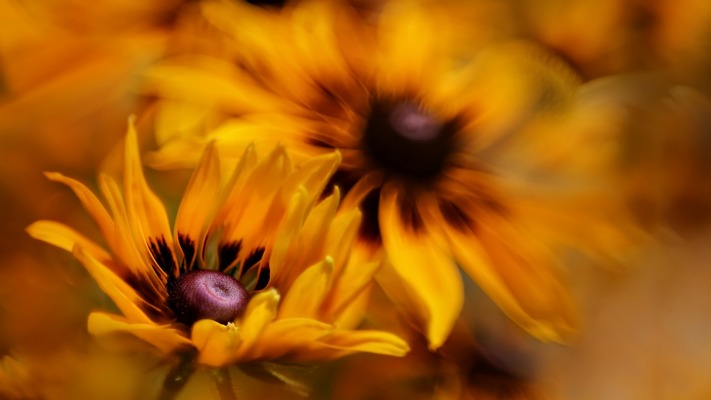 Flowers. Desktop wallpaper