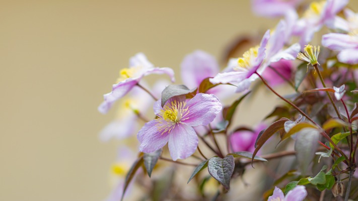 Flowers. Desktop wallpaper