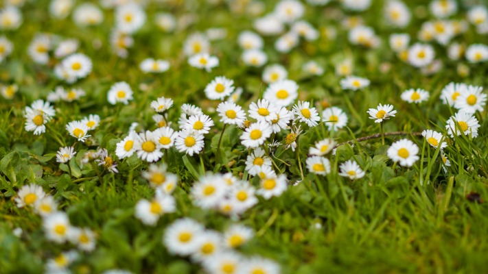 Flowers. Desktop wallpaper