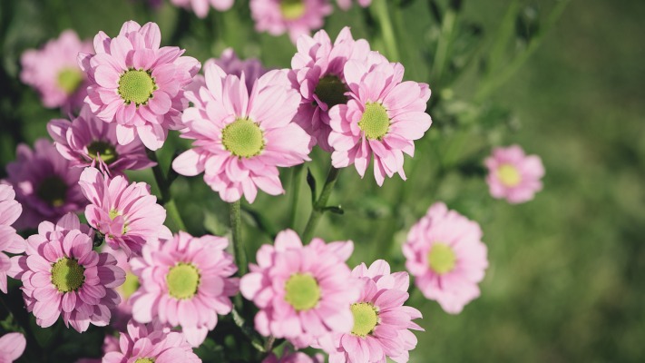 Flowers. Desktop wallpaper