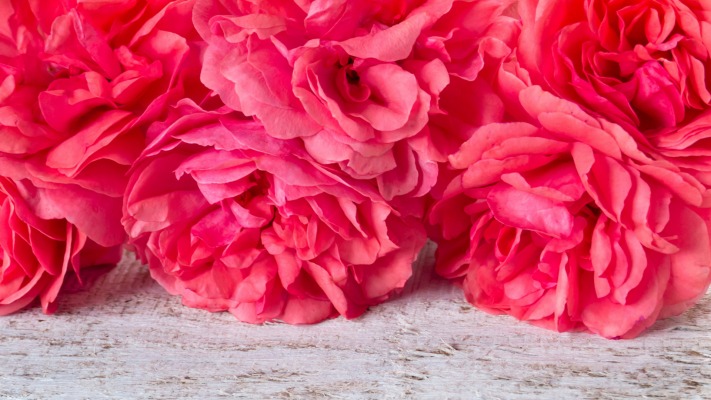 Flowers. Desktop wallpaper
