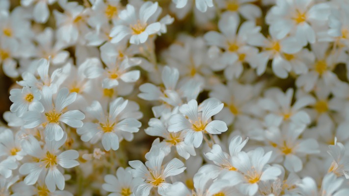 Flowers. Desktop wallpaper