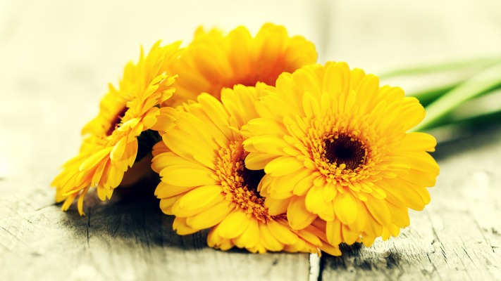 Flowers. Desktop wallpaper