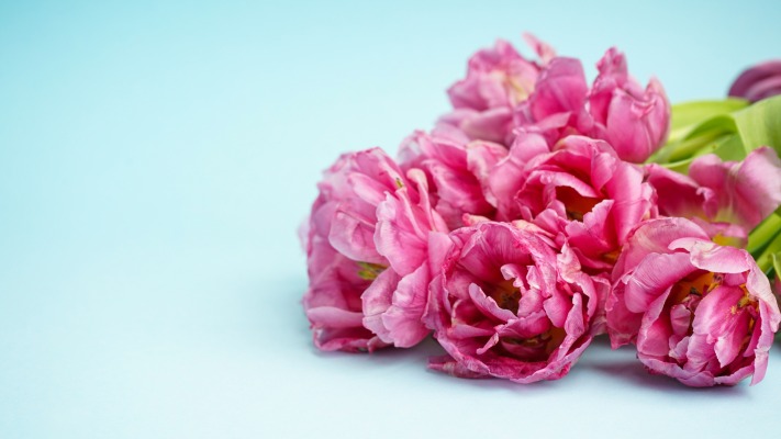 Flowers. Desktop wallpaper